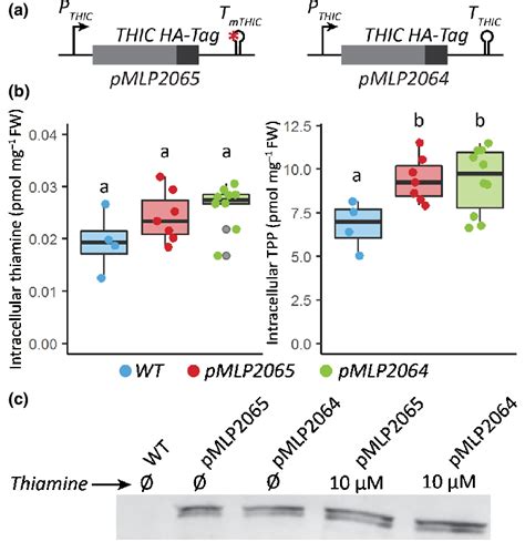 Intracellular thiamine and thiamine pyrophosphate (TPP) abundance and ...