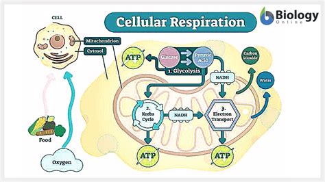 Cellular respiration - Definition and Examples - Biology Online Dictionary