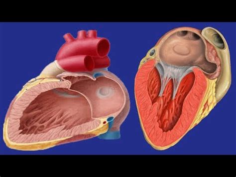 Left Atrial Enlargement: Causes And Symptoms - YouTube