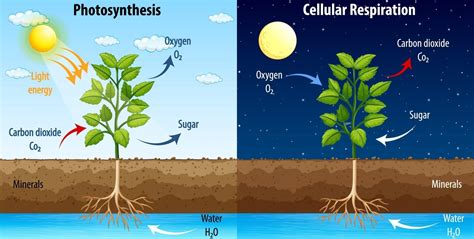 Photosynthesis Tree Diagram | The Best Porn Website