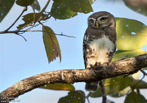 Forest Owlet - Athene blewitti