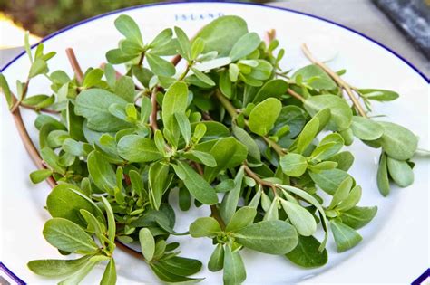 Purslane Could Be An Excellent Choice In Fight Against Cancer ...