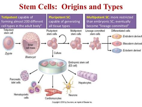 Stem Cells: Origins and Types | Stem Cells, Regenerative Medicine ...