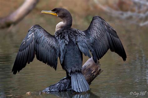 Country Captures: Double-crested Cormorants & Immature White Ibis