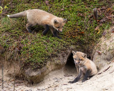 Red Fox Stock Photo. Baby foxes in forest by the den with moss ...