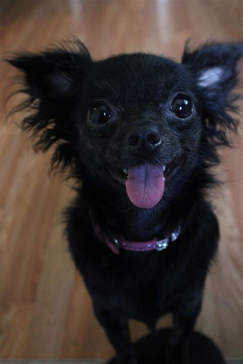 Suki! Clown face! Black long hair chihuahua | Teacup chihuahua puppies ...