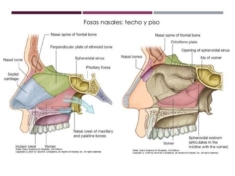 Anatomía de las fosas nasales y los senos paranasales