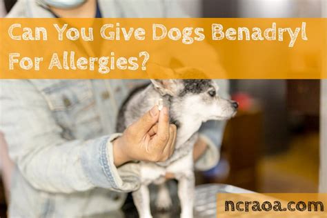 Can You Give Dogs Benadryl For Allergies? | National Canine Research ...