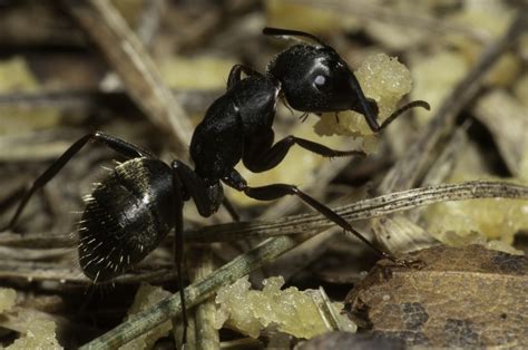 Carpenter ants: A worthy foe | Pest Management Professional