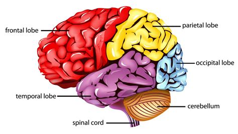 Parietal Lobe : Anatomy, Location & Function - Anatomy Info