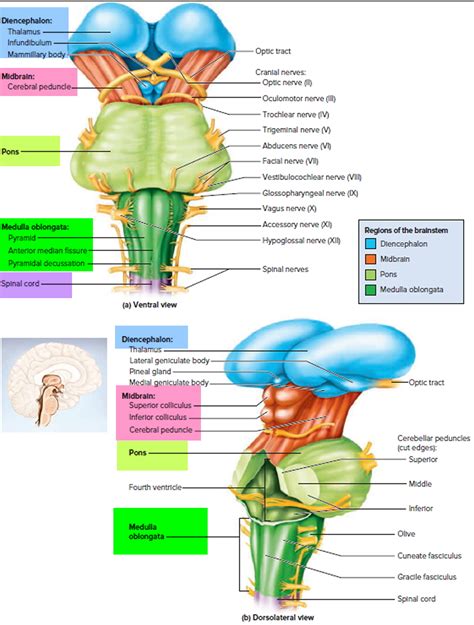 Human Brain Anatomy and Function - Cerebrum, Brainstem