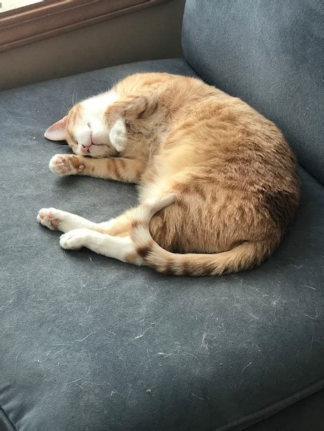 Free Photo | Vertical picture of a ginger cat sleeping on a grey couch ...