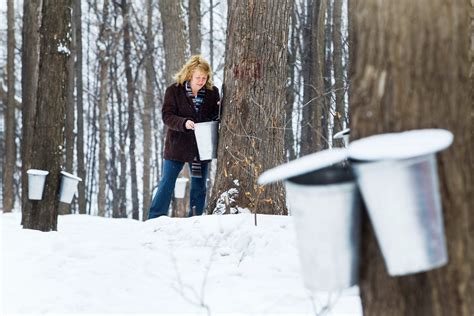 A trip to Canada's sugar shacks gives sweet insight into maple syrup ...