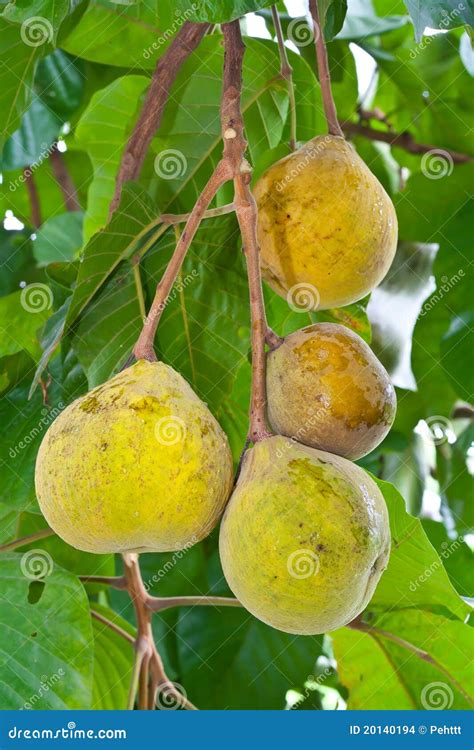 Santol Fruit On Tree Stock Images - Image: 20140194