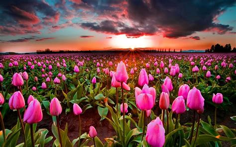 HD wallpaper: Sunset tulips field, pink flower field, sky | Wallpaper Flare