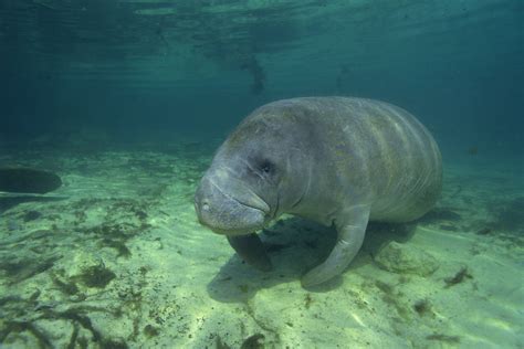 Animals in Salt Water Marshes in Florida | USA Today