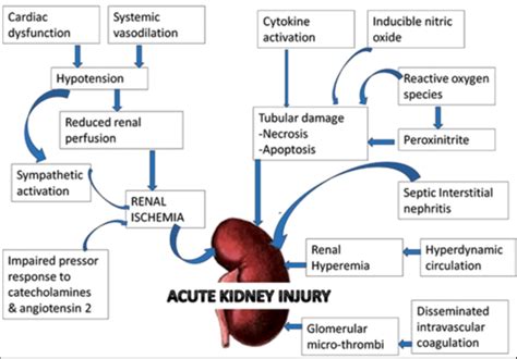 Pathophysiology of Acute Kidney Injury [33] | Download Scientific Diagram