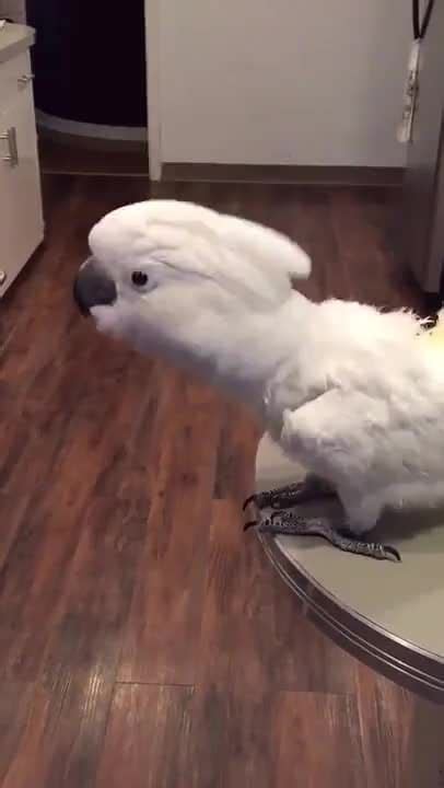 Cockatoos often have pronounced responses to music, numerous videos ...