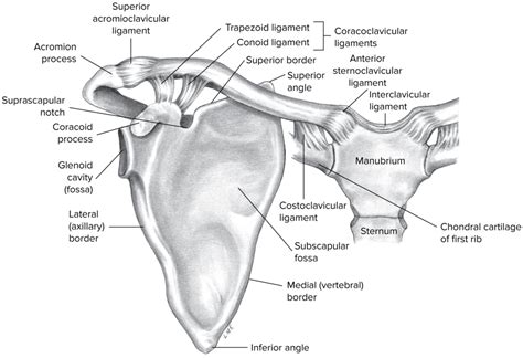 Chapter 4 Shoulder Girdle Diagram | Quizlet