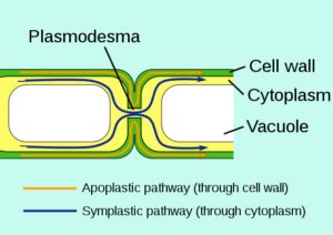 Middle Lamella Function: What, Structure FAQs - LAMBDAGEEKS