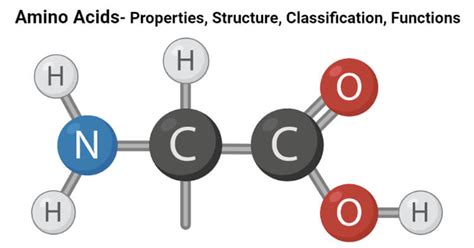 Amino Acids- Properties, Structure, Classification, Functions