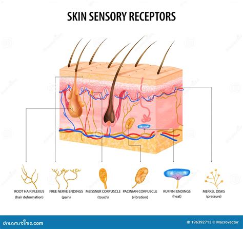 Sensory Receptors In The Skin Vector Illustration | CartoonDealer.com ...