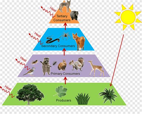 Food Chain Of Animals