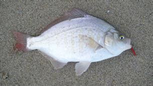 Surfperch Identification