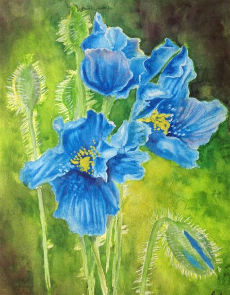 Himalayan Blue Poppies. V2. Watercolour. | Watercolor art, Poppies ...