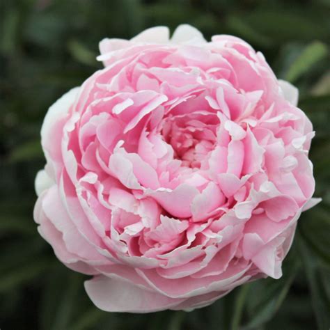 Peony Flowers For Sale Uk / Pink & Yellow Peony Bulbs For Sale | Butter ...