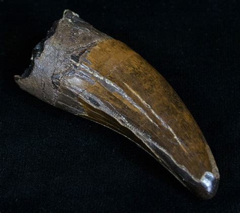 2.36 Inch Tyrannosaurus rex (T-Rex) Tooth! (#4706) For Sale - FossilEra.com