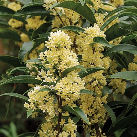 Fudingzhu Fragrant Tea Olive ( osmanthus ) - Live Plant - (TG ...