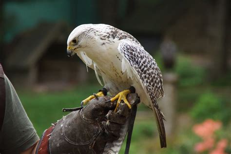 Free Images : nature, beak, flight, training, freedom, hawk, feather ...