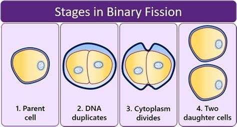 Examples of binary fission - stormscope