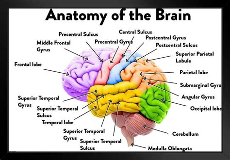 Human Brain Anatomy Regions Labeled Educational India | Ubuy