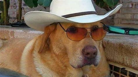 Petition · A dog wearing a cowboy hat emoji. · Change.org