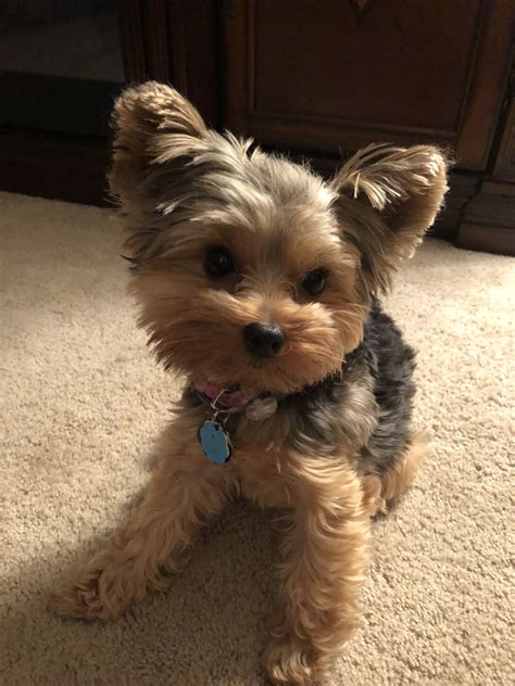 #cutepuppyyorkies #yorkshireterrier | Yorkie puppy, Yorkie puppy ...