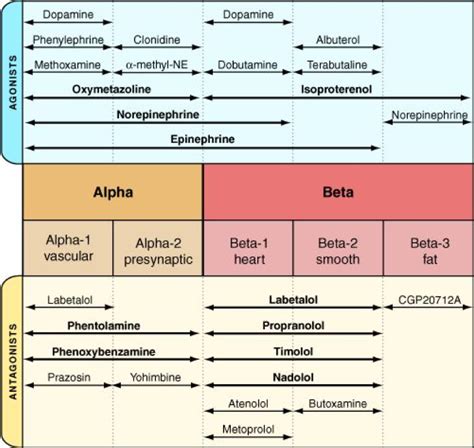 Alpha-1 Adrenoreceptors - CodeHealth