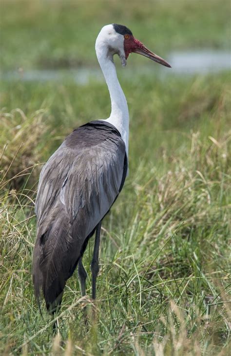 Wattled Crane - Owen Deutsch Photography