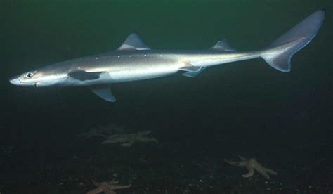 Spiny Dogfish Shark Anatomy