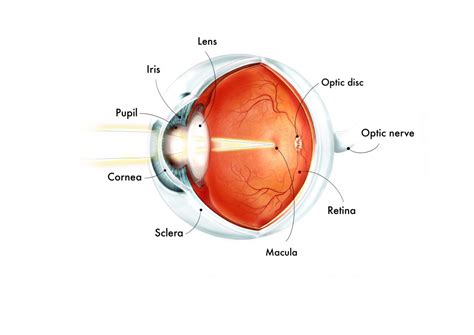 Optic nerve - Gene Vision