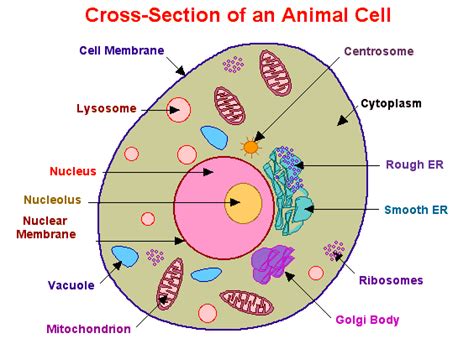 Animal Cell Diagram Labeled 2d images