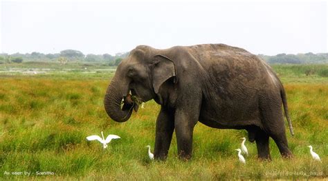 Wildlife Sri Lanka | national parks-elephants-animals-jungles-safaries ...