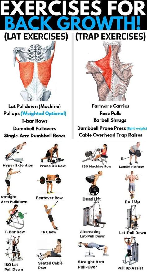 8 Best Muscle Building Back Exercises- Are You Ready To Grow ...