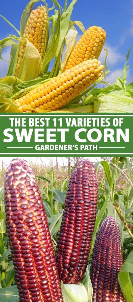 The Best 11 Varieties of Sweet Corn to Grow at Home