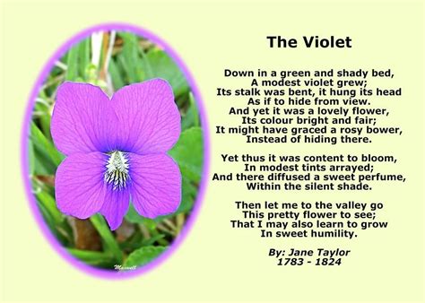 The Violet Classical Wildflower Nature Poetry By Jane Taylor by Maxwell ...