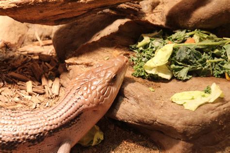 Blue Tongue Skink Diet Guide - Food List Included - Reptile Craze