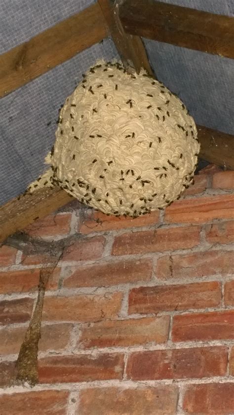 WASP NEST REMOVAL WREXHAM. WASP NEST REMOVAL CHESTER