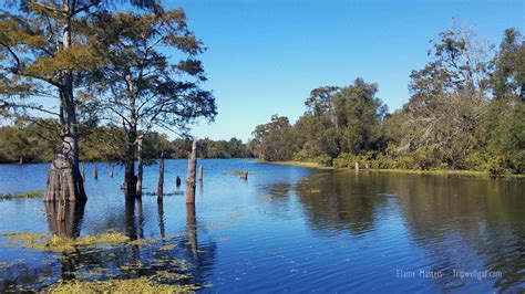 Alligators, Acadians, and the rich waters of Louisiana's Atchafalaya Basin