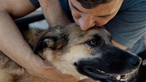 Animal Lovers, Rejoice: The NY Cat and Dog Film Festivals Return - The ...